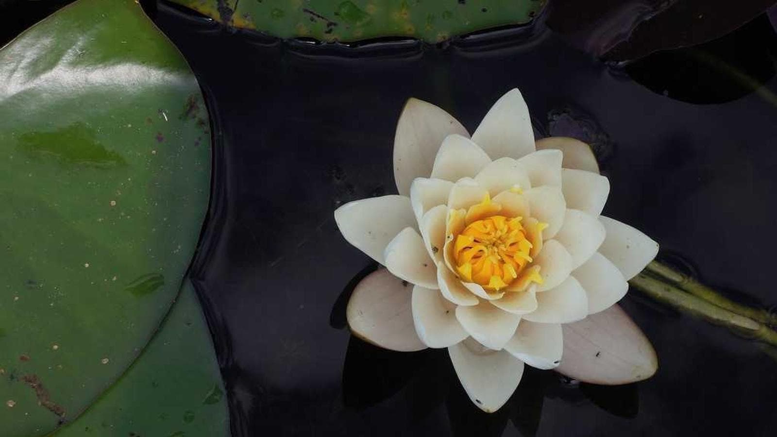 کاوه عباسی